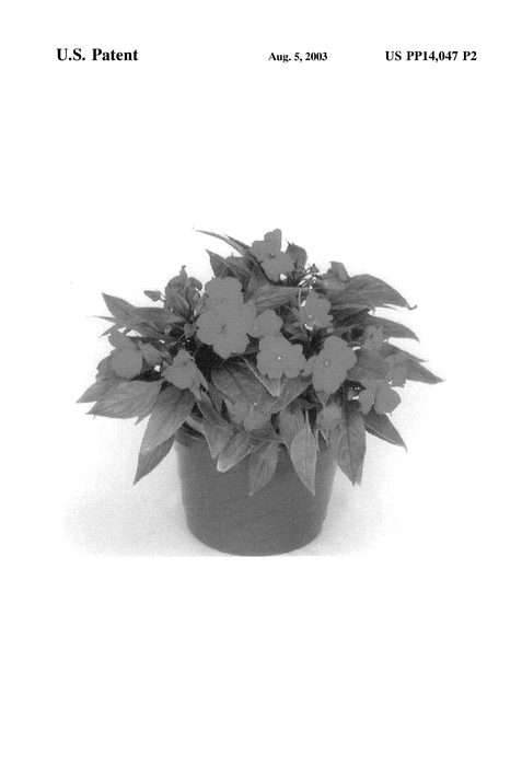 Figure 3 of US plant patent PP14047, the photograph of Kitamb printed in the patent.