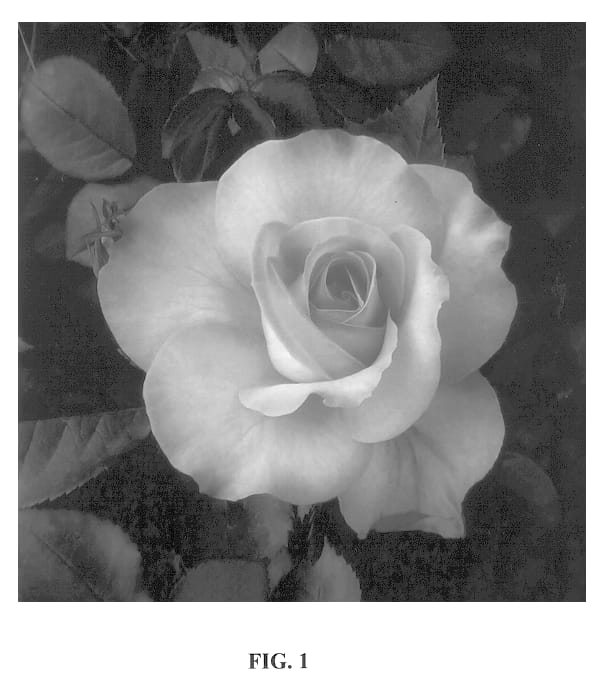 Figure 1 of US plant patent PP14048, the photograph of Kra Bentig printed in the patent.