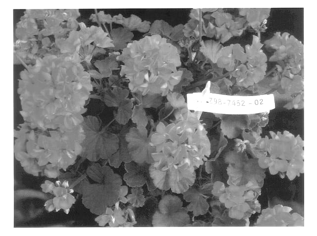 Figure 1 of US plant patent PP14049, the photograph of Duevicoral printed in the patent.