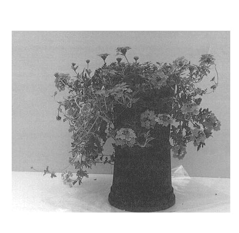 Figure 1 of US plant patent PP14050, the photograph of Baltublue printed in the patent.