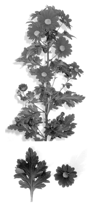 Figure 1 of US plant patent PP14051, the photograph of Cayenne printed in the patent.