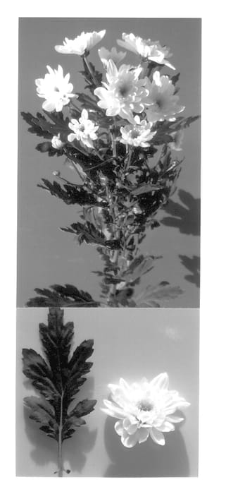 Figure 1 of US plant patent PP14052, the photograph of Zembla printed in the patent.