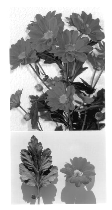 Figure 1 of US plant patent PP14053, the photograph of Managua printed in the patent.