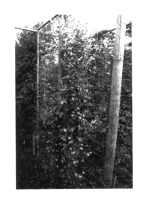 Figure 1 of US plant patent PP14054, the photograph of Zoin printed in the patent.