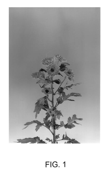 Figure 1 of US plant patent PP14055, the photograph of Vyking Orange Dark printed in the patent.