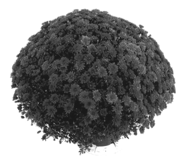 Figure 1 of US plant patent PP14056, the photograph of Bagio printed in the patent.