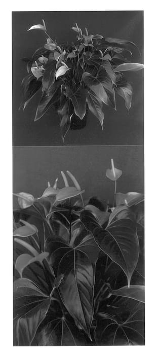 Figure 1 of US plant patent PP14057, the photograph of Picante printed in the patent.