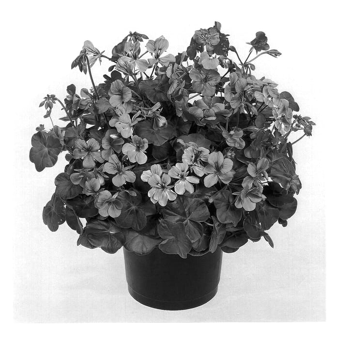 Figure 1 of US plant patent PP14058, the photograph of Duebablu printed in the patent.