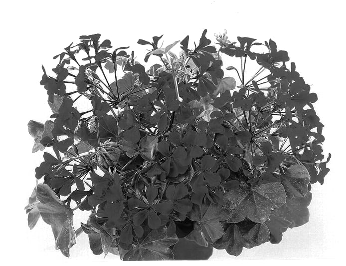 Figure 1 of US plant patent PP14059, the photograph of Duebapink printed in the patent.