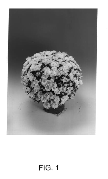 Figure 1 of US plant patent PP14060, the photograph of Amor White printed in the patent.