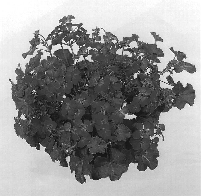 Figure 1 of US plant patent PP14061, the photograph of Duebalila printed in the patent.