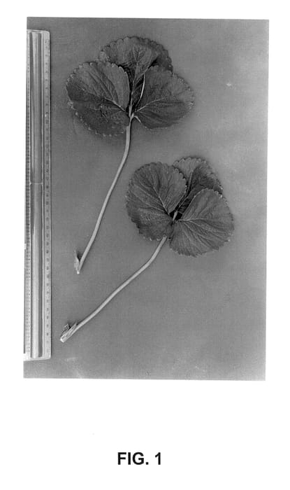 Figure 1 of US plant patent PP14062, the photograph of Driscoll Venice printed in the patent.