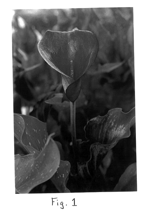 Figure 1 of US plant patent PP14063, the photograph of Red Sox printed in the patent.