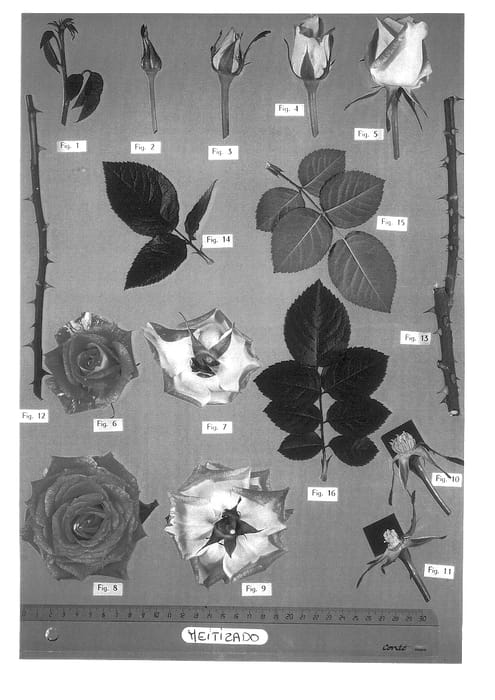 Figure 1 of US plant patent PP14064, the photograph of Meitizado printed in the patent.