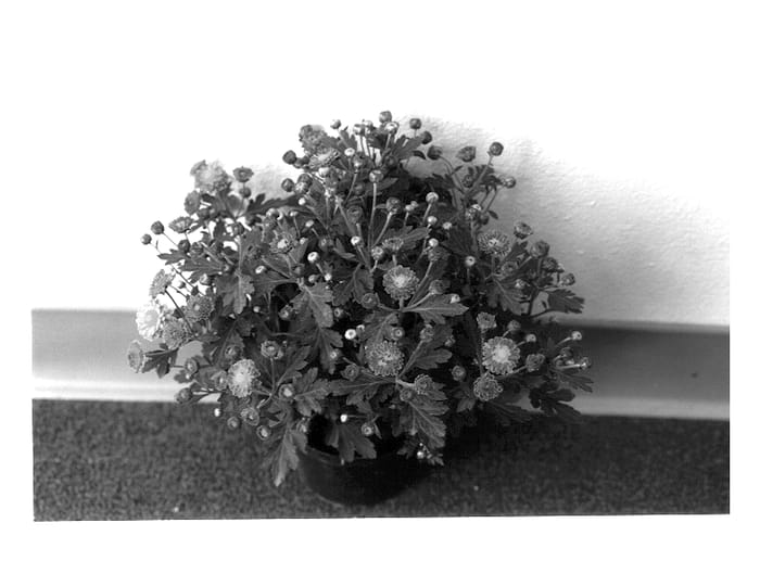Figure 1 of US plant patent PP14065, the photograph of MOZA CB 01 printed in the patent.