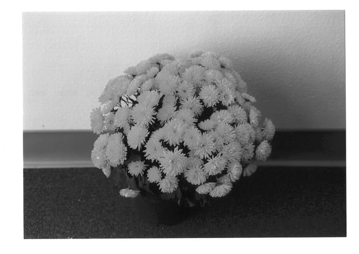 Figure 1 of US plant patent PP14066, the photograph of MOZA PA 01 printed in the patent.