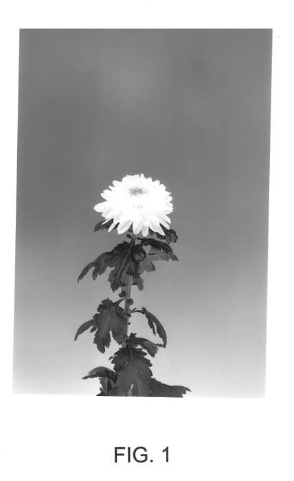 Figure 1 of US plant patent PP14067, the photograph of RESOLUTE printed in the patent.