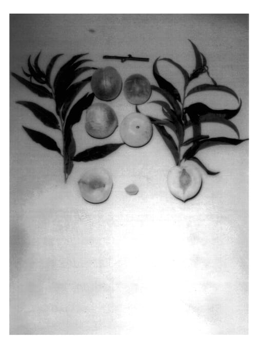 Figure 1 of US plant patent PP14068, the photograph of Island Princess printed in the patent.