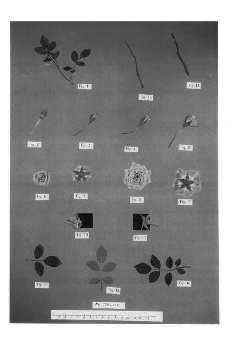 Figure 1 of US plant patent PP14069, the photograph of Meijelior printed in the patent.