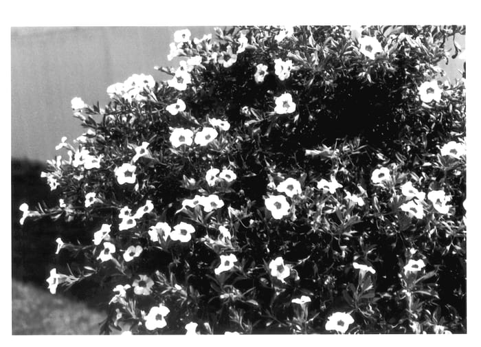 Figure 1 of US plant patent PP14070, the photograph of KLEC01064 printed in the patent.