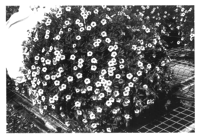 Figure 1 of US plant patent PP14071, the photograph of KLEC01062 printed in the patent.