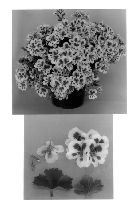 Figure 1 of US plant patent PP14072, the photograph of FN White Eye printed in the patent.