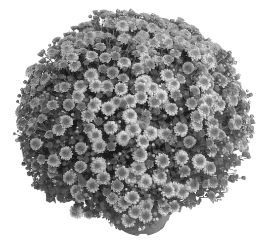 Figure 1 of US plant patent PP14073, the photograph of Claudine printed in the patent.