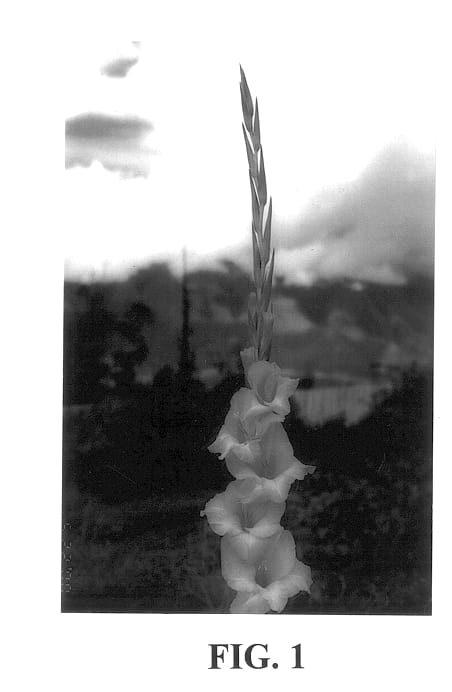 Figure 1 of US plant patent PP14074, the photograph of Festiva printed in the patent.