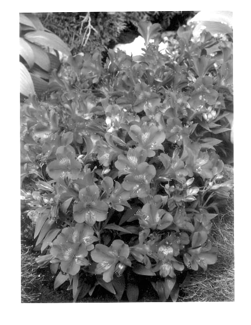 Figure 1 of US plant patent PP14075, the photograph of Staprioxa printed in the patent.