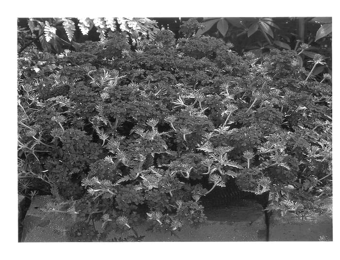 Figure 1 of US plant patent PP14076, the photograph of Rap Pur printed in the patent.