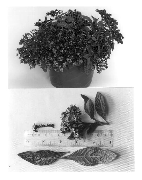 Figure 1 of US plant patent PP14077, the photograph of Nagano printed in the patent.