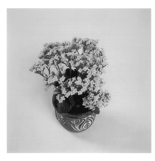 Figure 1 of US plant patent PP14078, the photograph of Forever Maxi Sunray Yellow printed in the patent.