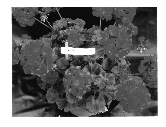 Figure 1 of US plant patent PP14079, the photograph of Duevicher printed in the patent.