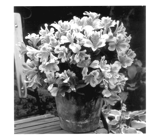 Figure 1 of US plant patent PP14080, the photograph of Staprisara printed in the patent.