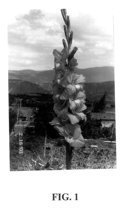 Figure 1 of US plant patent PP14081, the photograph of Prissy's Purple printed in the patent.