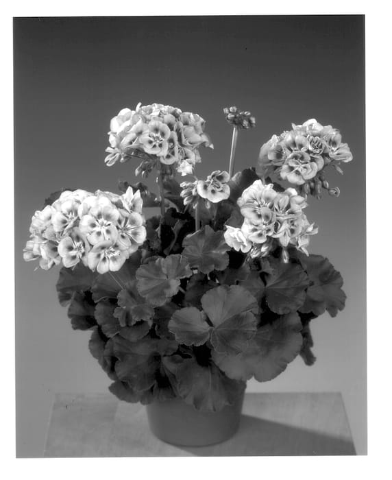 Figure 1 of US plant patent PP14082, the photograph of Fip 336 printed in the patent.