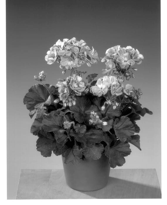 Figure 1 of US plant patent PP14083, the photograph of Fip 765 printed in the patent.