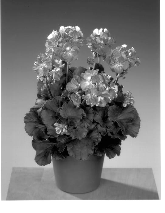 Figure 1 of US plant patent PP14084, the photograph of Fip 749 printed in the patent.