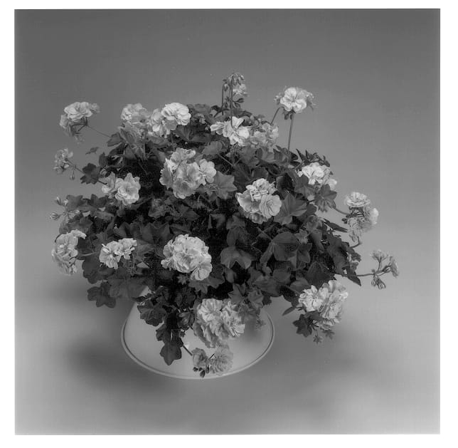 Figure 1 of US plant patent PP14085, the photograph of Global Soft Pink printed in the patent.