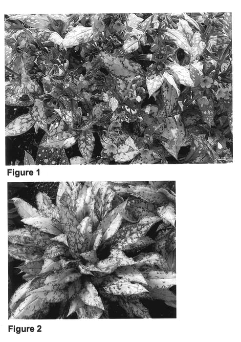 Figure 1 of US plant patent PP14086, the photograph of Bubble Gum printed in the patent.