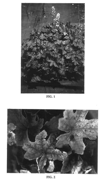 Figure 1 of US plant patent PP14087, the photograph of Springwood printed in the patent.