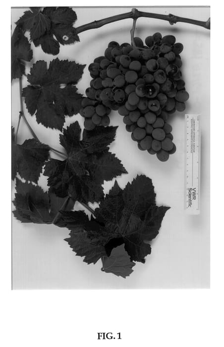 Figure 1 of US plant patent PP14088, the photograph of Sugranineteen printed in the patent.