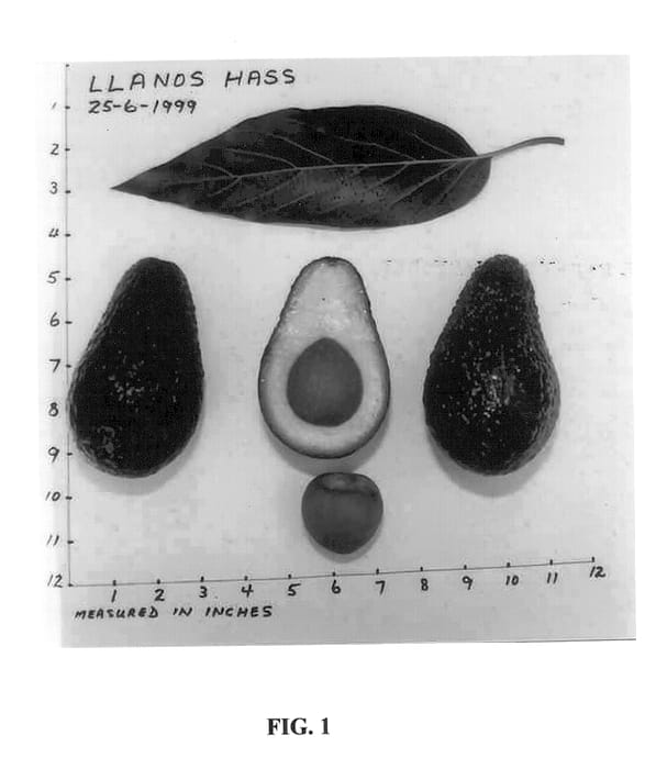 Figure 1 of US plant patent PP14089, the photograph of Llanos Hass printed in the patent.