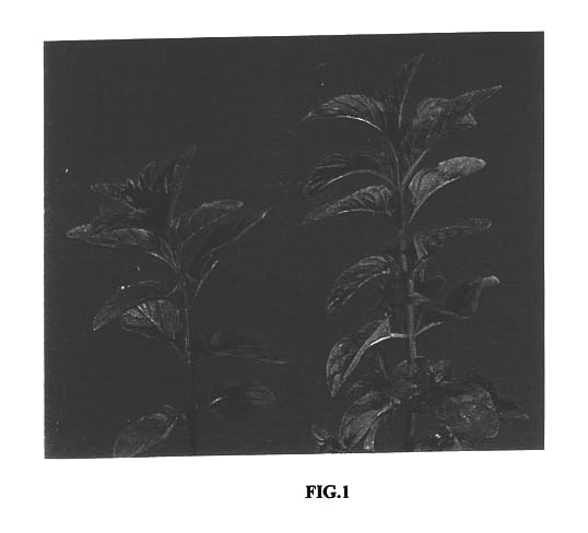 Figure 1 of US plant patent PP14090, the photograph of Pranjal printed in the patent.