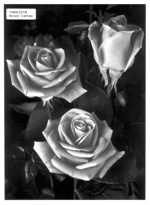 Figure 1 of US plant patent PP14091, the photograph of TANalepin printed in the patent.