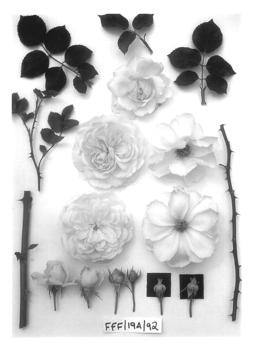 Figure 1 of US plant patent PP14092, the photograph of Ausquest printed in the patent.