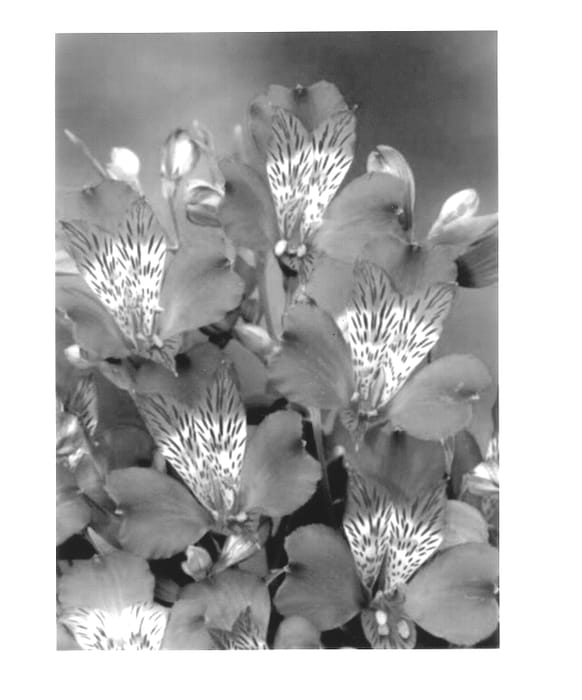Figure 1 of US plant patent PP14093, the photograph of Zanvedere printed in the patent.