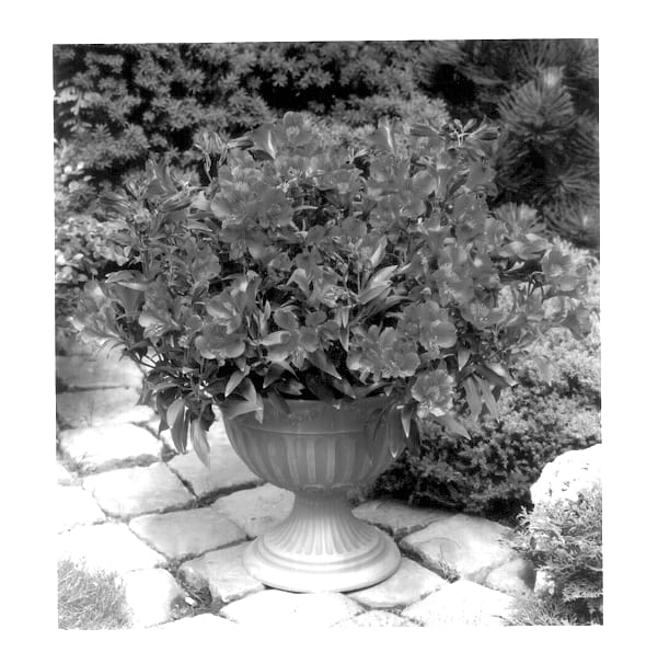 Figure 1 of US plant patent PP14094, the photograph of Stapriley printed in the patent.