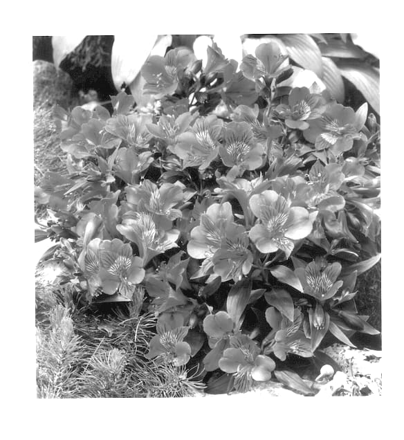 Figure 1 of US plant patent PP14095, the photograph of Staprirange printed in the patent.