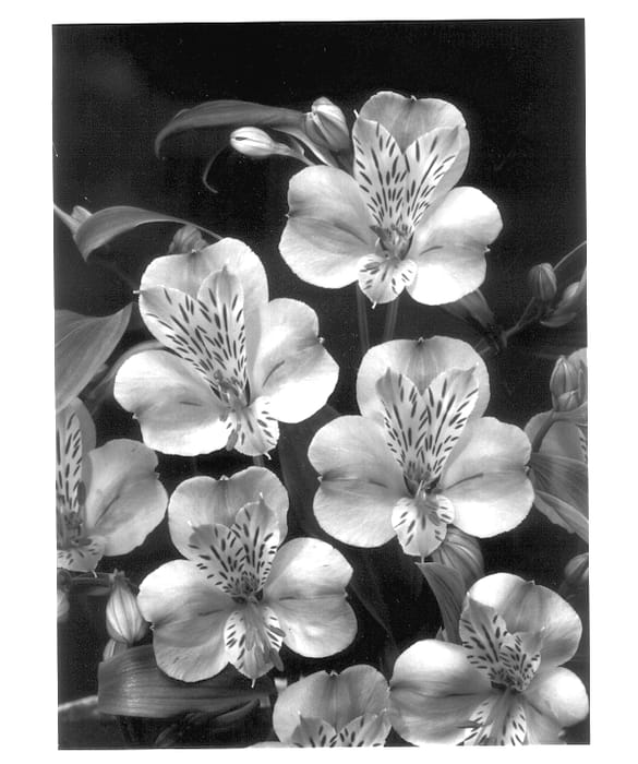 Figure 1 of US plant patent PP14096, the photograph of Stamaria printed in the patent.